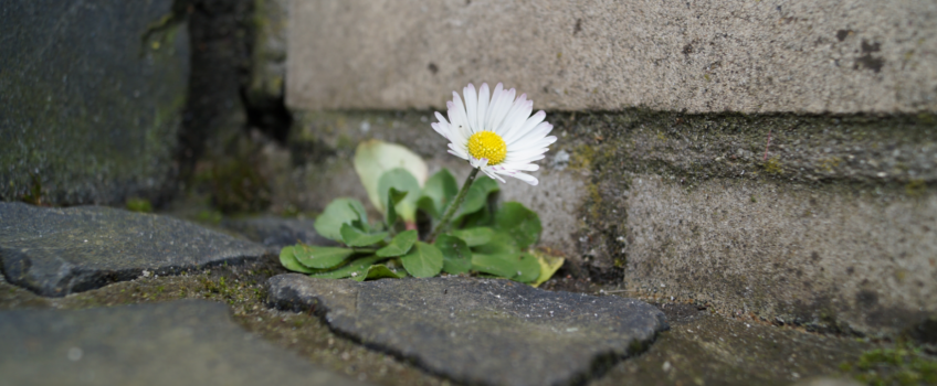 Ostern@home – „Oster-Tüten“